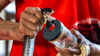 Zberateľ hadích jedov