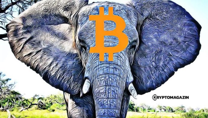 elephant bitcoin elephant bitcoin