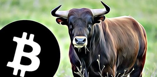 bitcoin-bull-market halving
