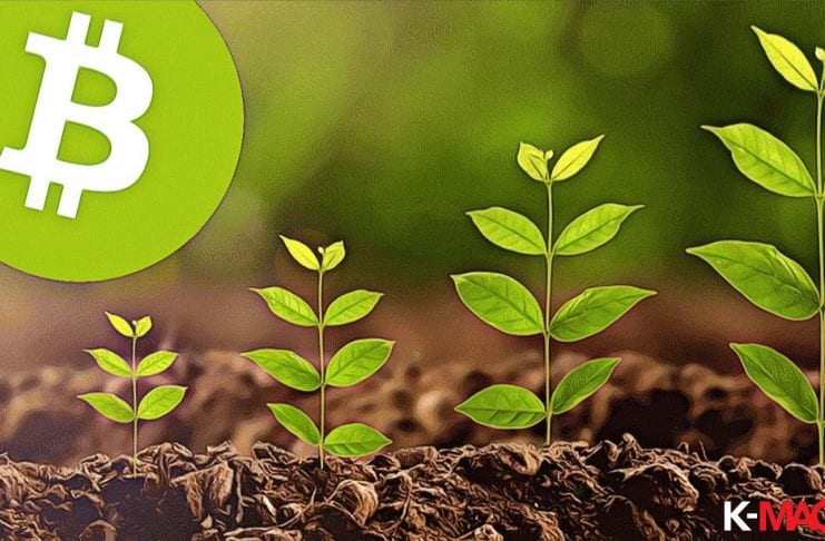 bitcoin growth up to green plant