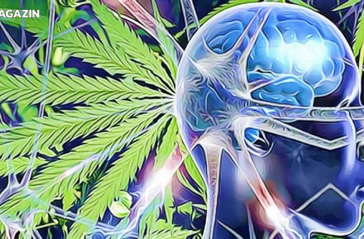 marihuana nebezpecenstvo mozog