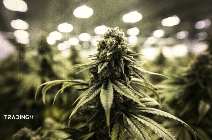 marihuana akcie trading11 canopy marihuana akcie trading11