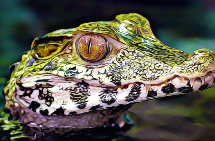 indikator aligator odhali trend