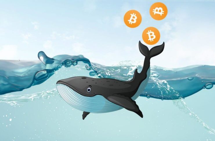 Bitcoinova velryba