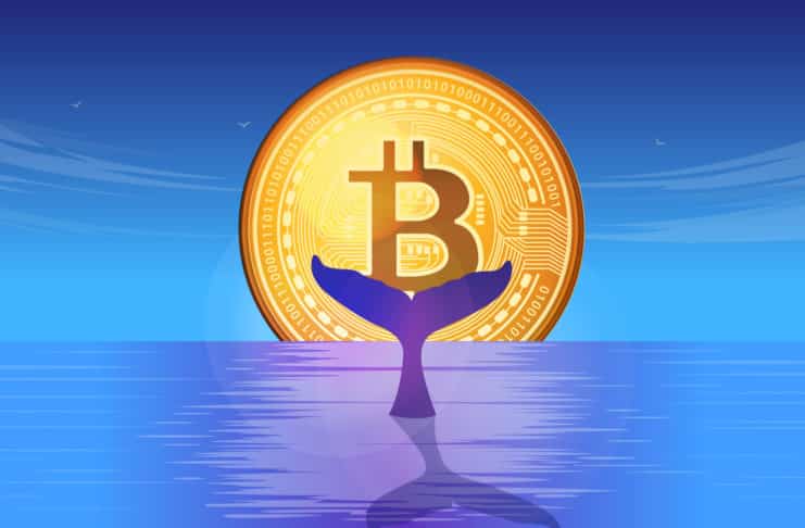Veľryba nakupuje Bitcoin