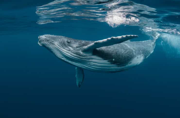 Veľrybí presun SHIB