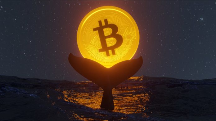 Bitcoin veľryby cítia príležitosť. Zdroj: Shutterstock.com/nuttapon averuttaman Bitcoin veľryby cítia príležitosť
