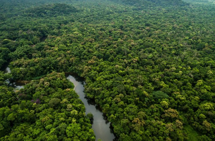 NFT ako záchrana pralesov