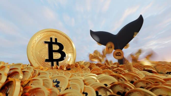 Veľryby a inštitúcie hromadia BTC. Zdroj: Shutterstock.com/nuttapon averuttaman Veľryby a inštitúcie hromadia BTC