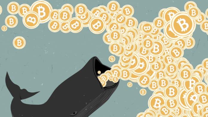 Veľryba nakupuje BTC denne za milión. Zdroj: Shutterstock.com/momo sama Veľryba nakupuje BTC denne za milión