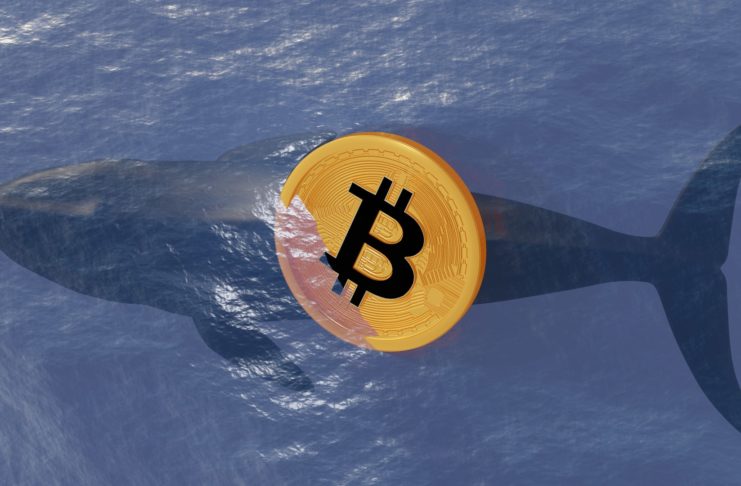 Veľryby využili dip a nakupovali Bitcoin!