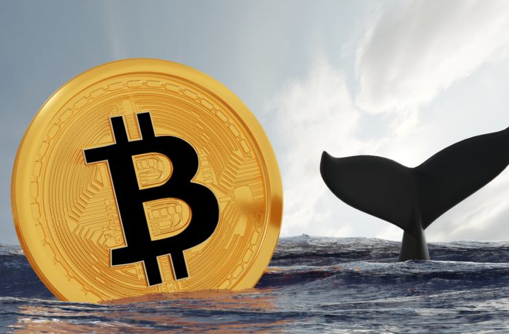 Veľryby využili prepad a nakúpili Bitcoin
