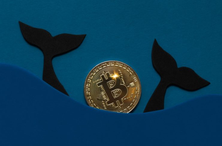 Bitcoin: aktivita veľrýb.