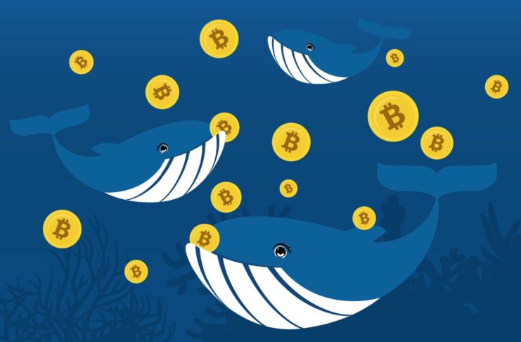 Bitcoin a veľryby
