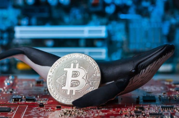 Bitcoin a veľryby.