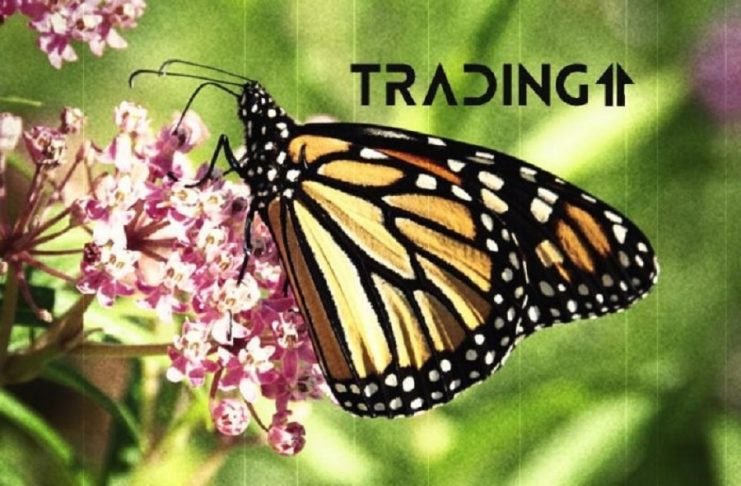 motýľ butterfly