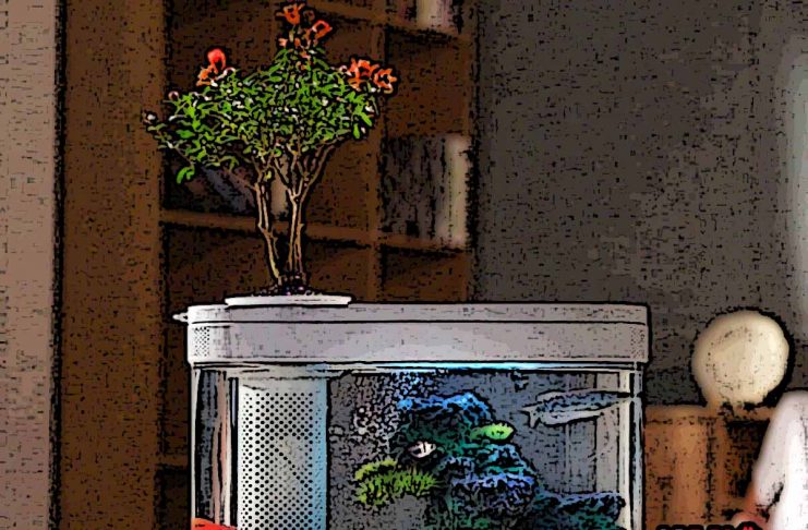 xiaomi_titulka_aquarium_gadget_km_ok