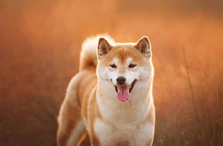 Projekt Shiba Inu
