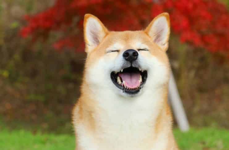 SHIB top ERC-20 token držaný ETH veľrybami