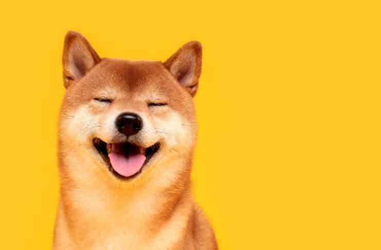 Shiba Inu a aktivita veľrýb