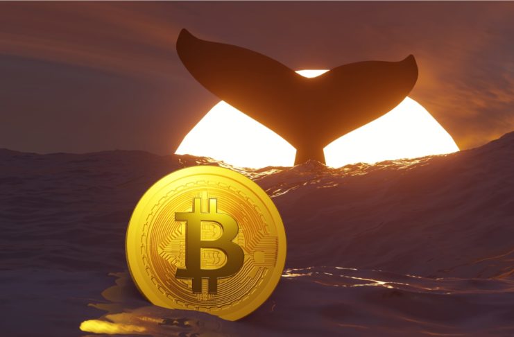 Veľryba presunula 5 000 BTC na Kraken