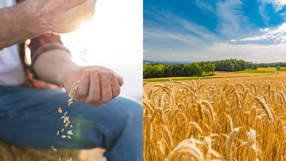 Slovensko predĺžilo zákaz dovozu pšenice